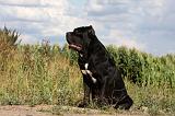 CANE CORSO 892
